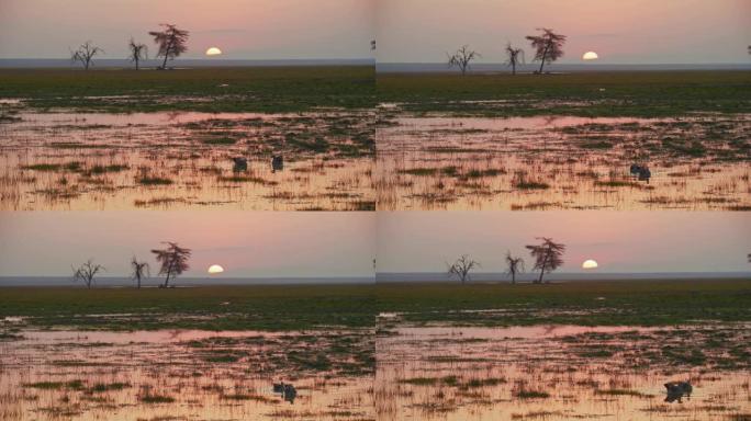 肯尼亚安博塞利国家公园日落期间下雨天后，两只鸟在洪水泛滥的水面上游泳