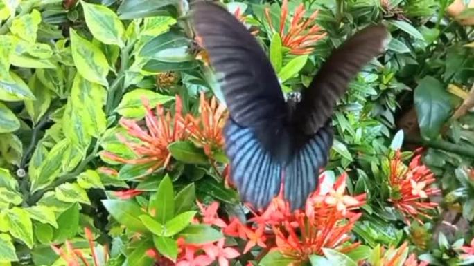凤蝶或伟大的摩门教徒蝴蝶在花园里吮吸阿育王花