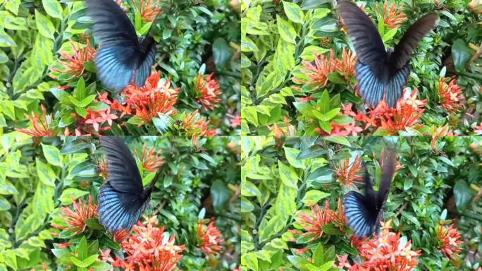 凤蝶或伟大的摩门教徒蝴蝶在花园里吮吸阿育王花