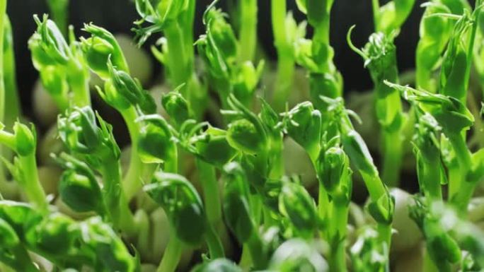 豌豆微绿草，在容器中生长的甜豌豆芽，可食用的微绿草本，慢动作特写视频，4k镜头