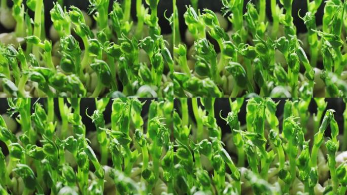 豌豆微绿草，在容器中生长的甜豌豆芽，可食用的微绿草本，慢动作特写视频，4k镜头