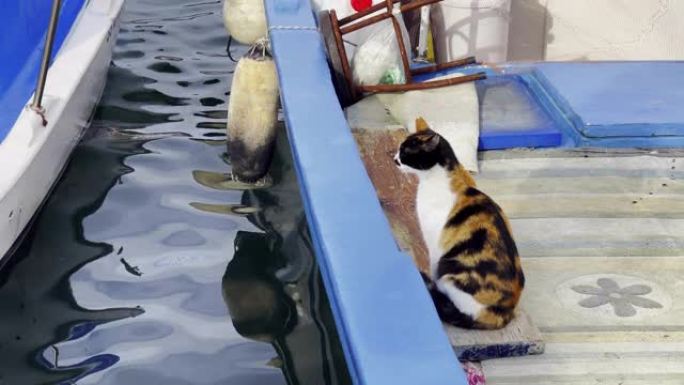 渔船和海水上的甜猫
