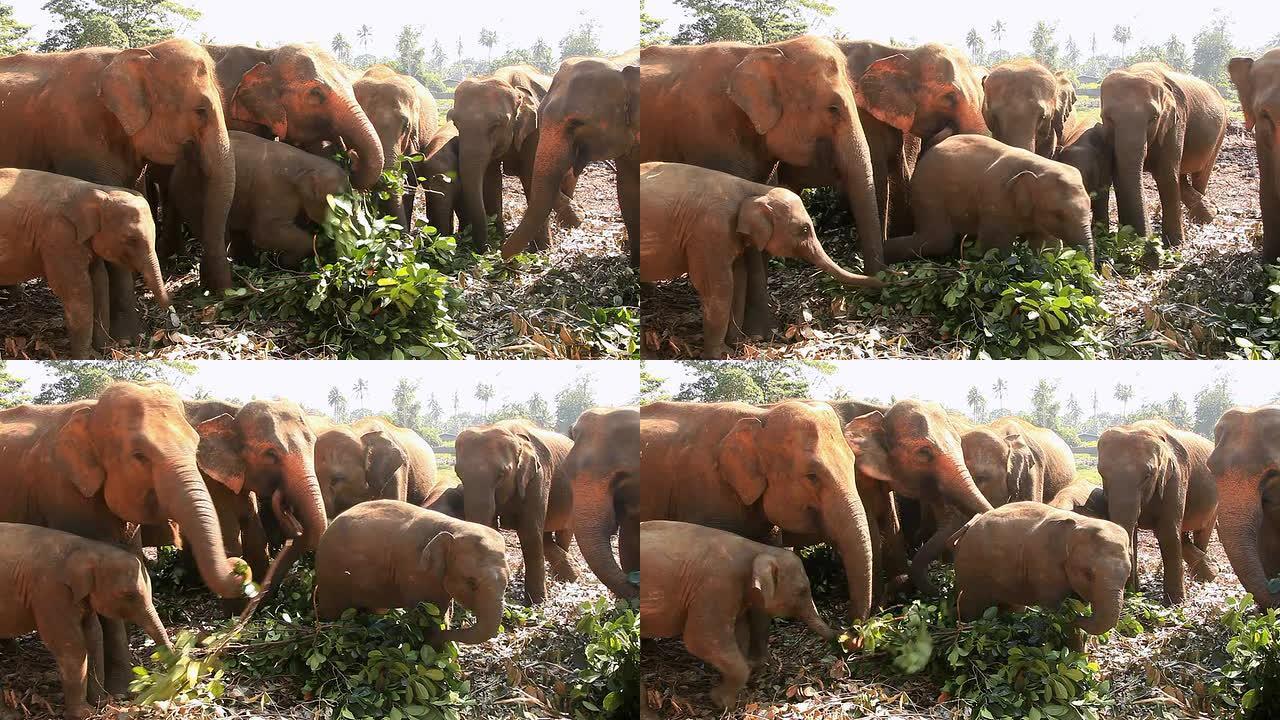 大象吃树叶。