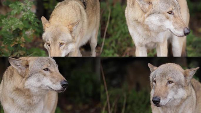 狼 (Canis lupus)，也称为灰狼，是犬科最大的现存成员。狼是狗家族中最大的野生成员。