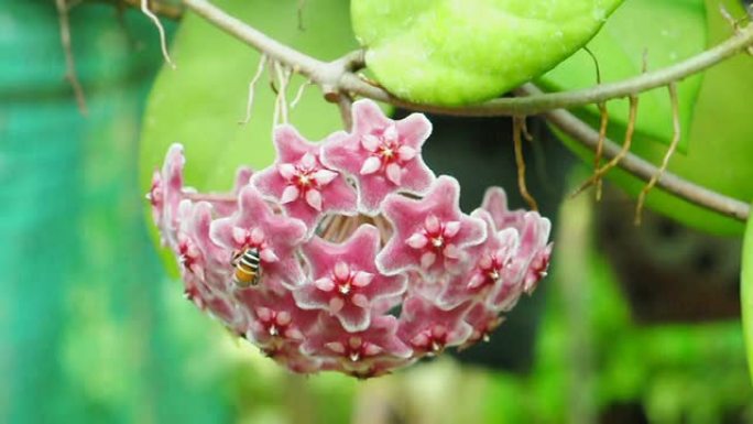 红色霍亚花和蜜蜂。(高清镜头无声音)