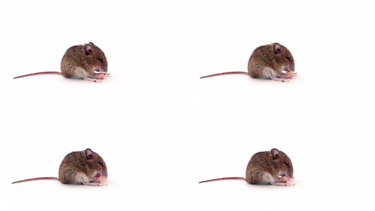 老鼠吃花生