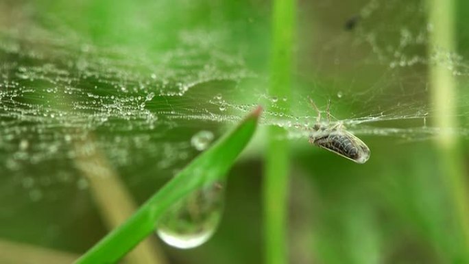 绿草上有露珠和死虫的蜘蛛网