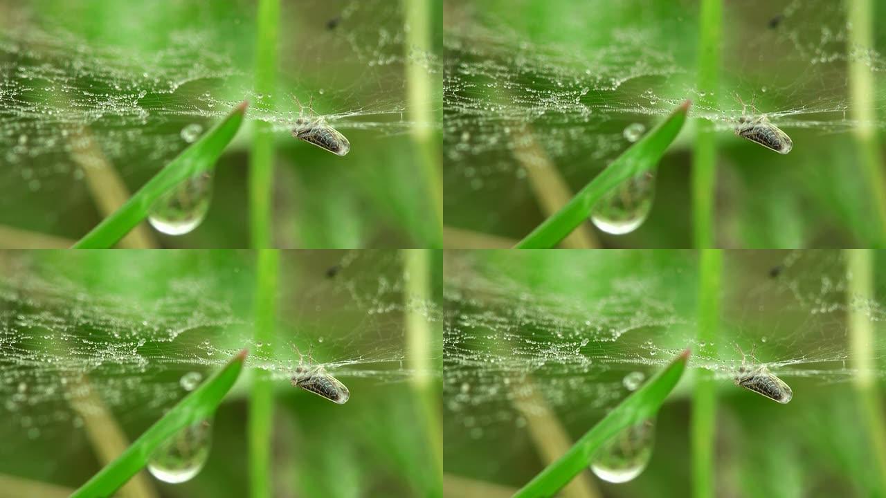 绿草上有露珠和死虫的蜘蛛网