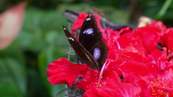马来西亚的热带蝴蝶天堂。开花植物中的热带彩色蝴蝶。Hypolinnas bolina。