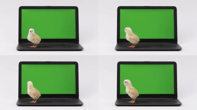 可爱的小鸡在笔记本电脑键盘上行走，屏幕上有绿色屏幕，看着屏幕，键盘，模仿打字。宠物和鸟类产品的广告。