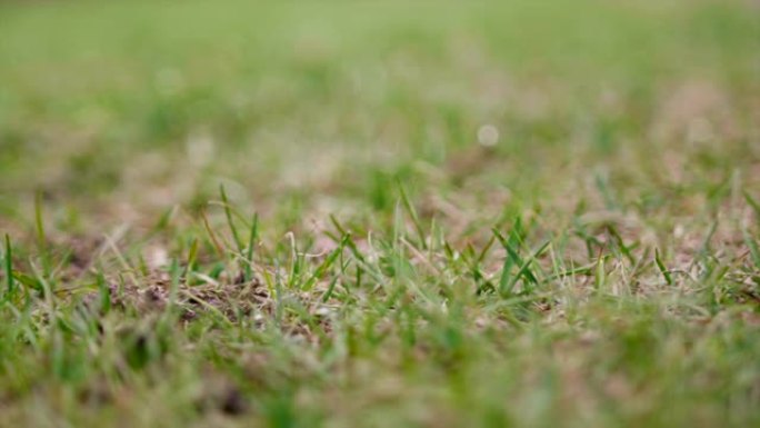 草地上高尔夫球座的细节