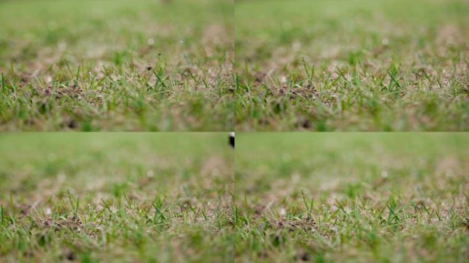 草地上高尔夫球座的细节