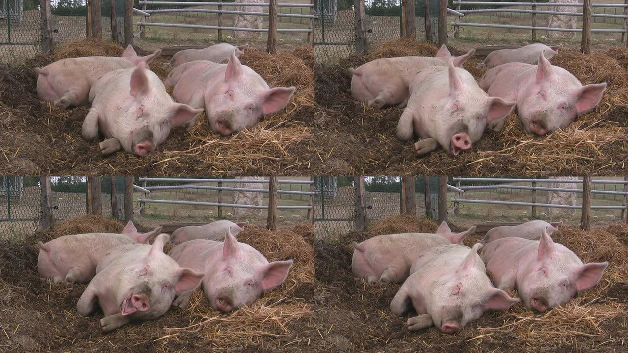 睡在稻草里的快乐猪