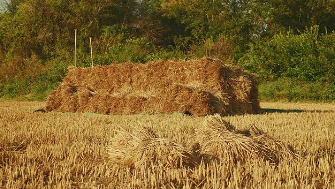 干稻田里阳光照射的干草堆