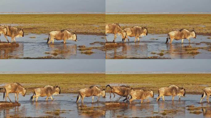肯亚安博塞利国家公园日落期间穿越湿地的牛羚慢动作群