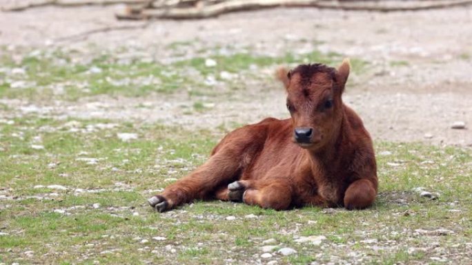 婴儿Aurochs，Bos primigenius taurus，一种国内的高地牛