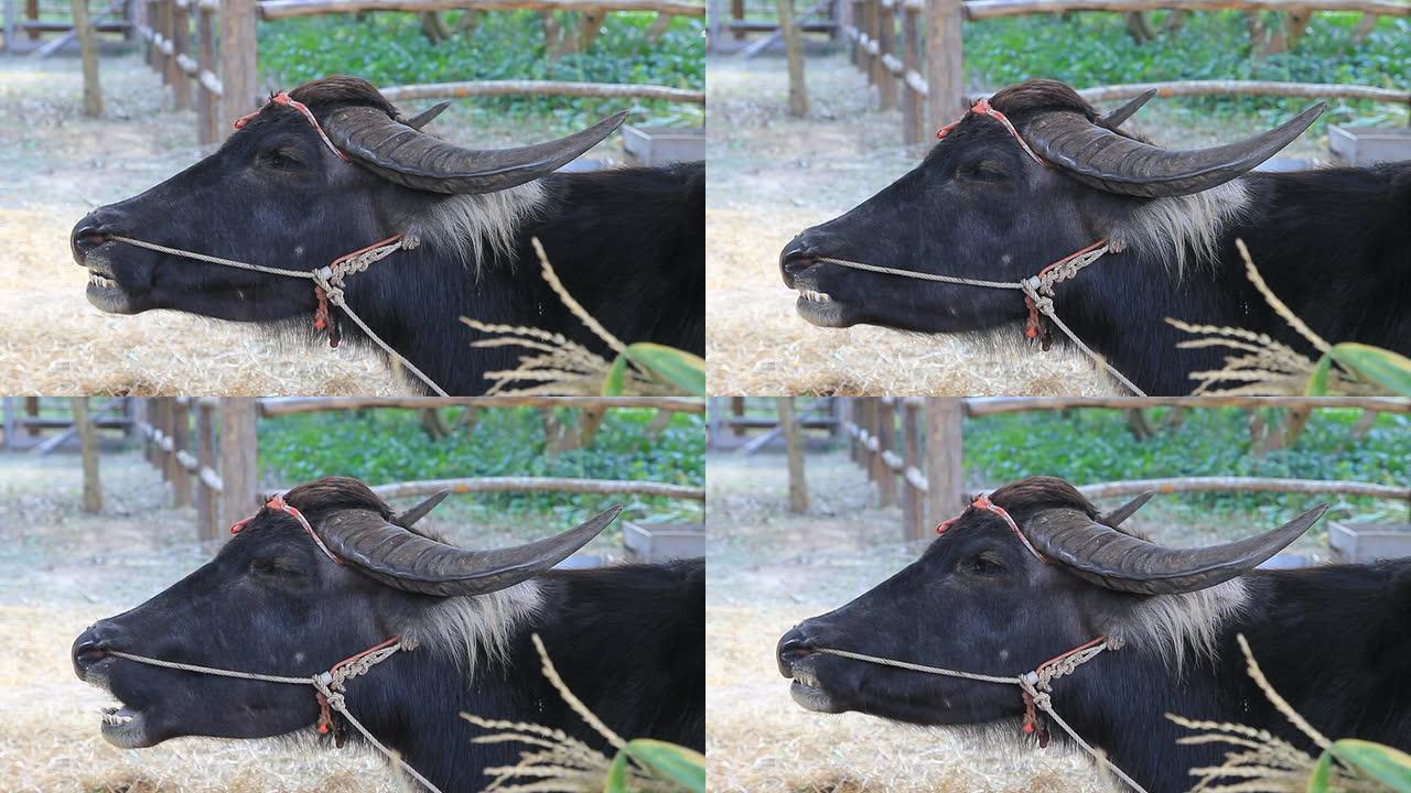 黑水牛反刍食物。
