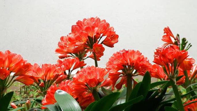 红色百合花