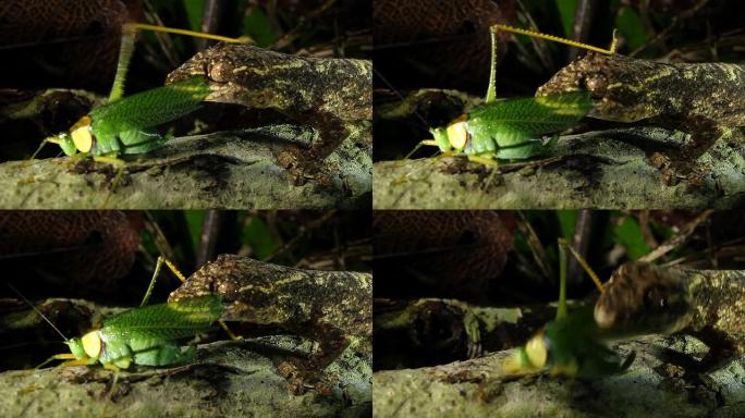 芜菁尾壁虎 (Thecadactylus soimoensis) 摄食