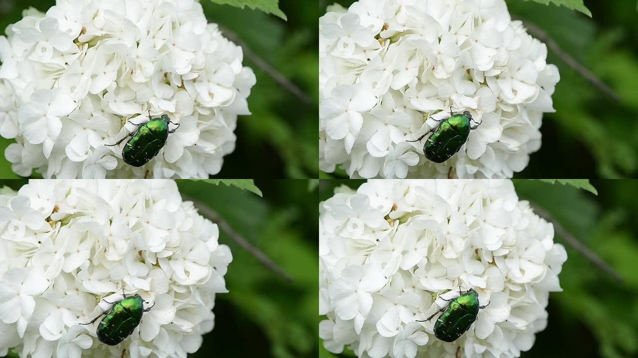 绿色鞘翅目虫