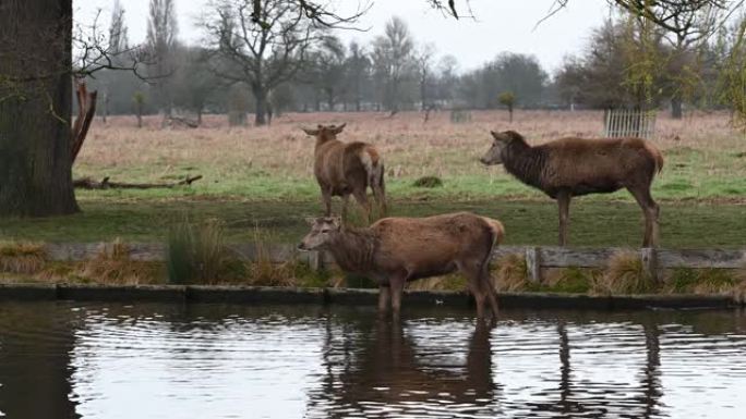 一群三只鹿聚集在池塘边