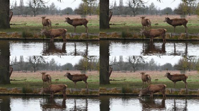 一群三只鹿聚集在池塘边