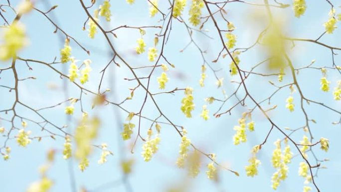 可爱的黄色山茱萸花树