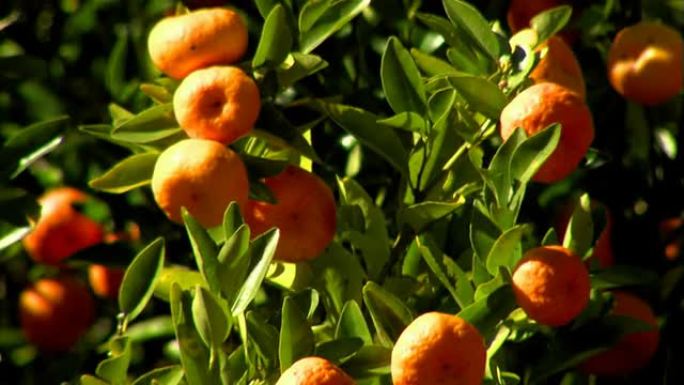 柑橘 -- 柑橘果树上生长的柑橘