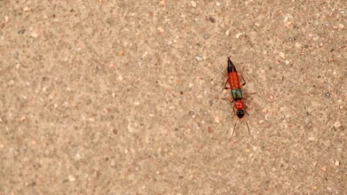 水泥墙上的隐翅虫