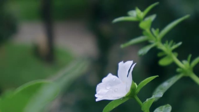 在风中吹动的紫齿苋花