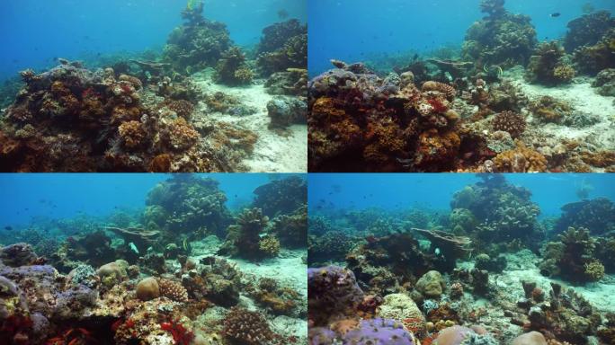 珊瑚礁和热带鱼。西巴丹岛仙本那。马来西亚。