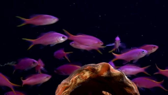 紫色鱼pseudananthias tuka