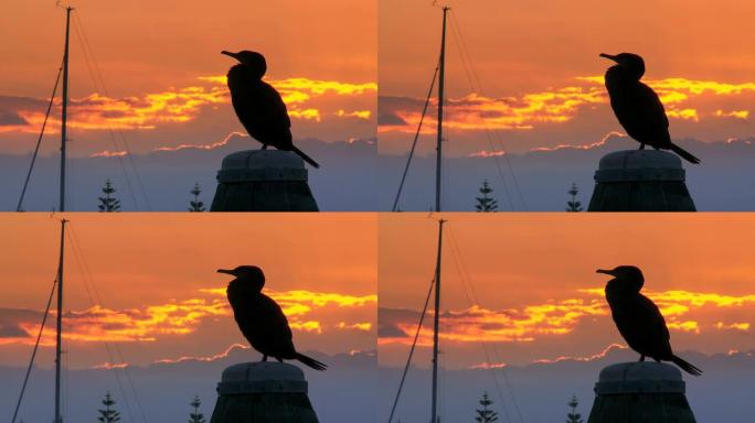 日落时码头上的海鸟