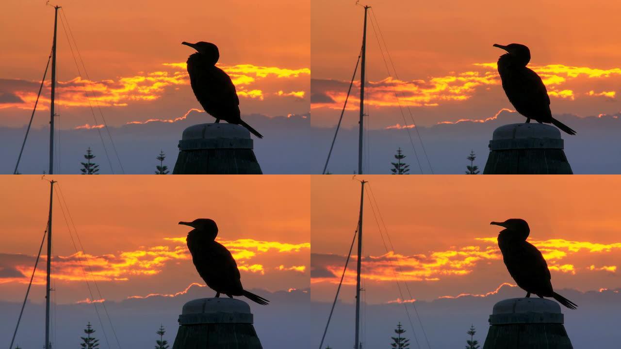 日落时码头上的海鸟