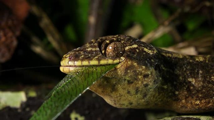 芜菁尾壁虎 (Thecadactylus soimoensis) 摄食