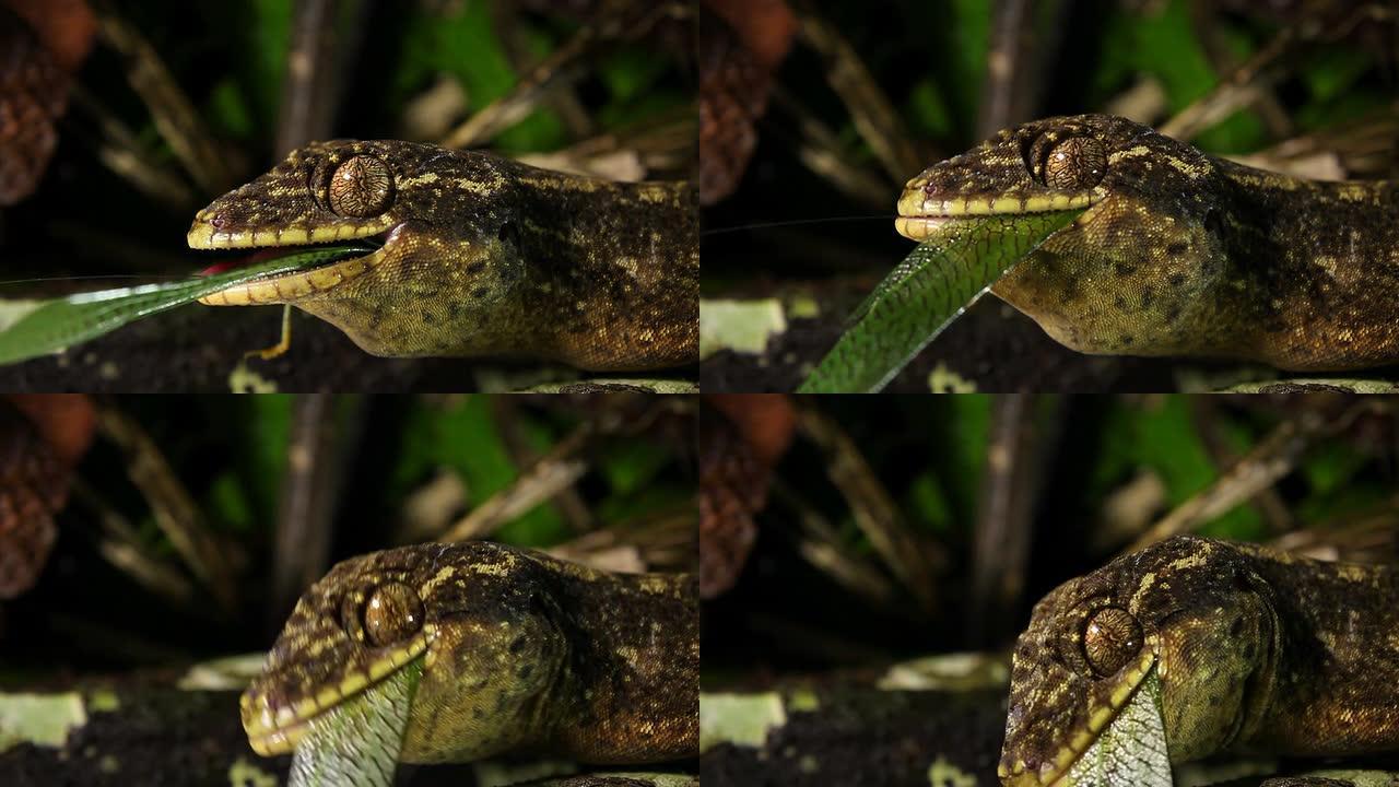 芜菁尾壁虎 (Thecadactylus soimoensis) 摄食