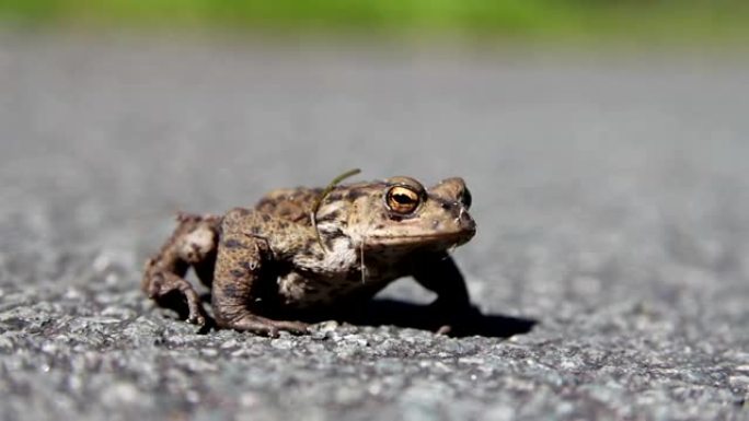 道路上的青蛙或蟾蜍