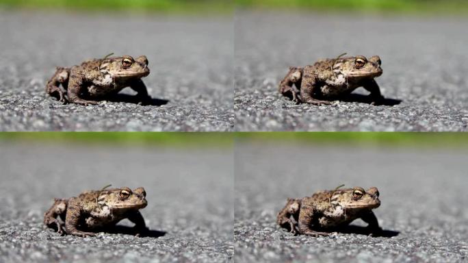 道路上的青蛙或蟾蜍