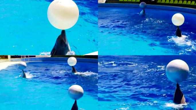 海豚玩大球