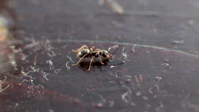 蚂蚁在桌子上吃甜的东西