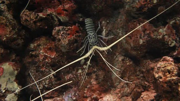 水族馆里的大红虾