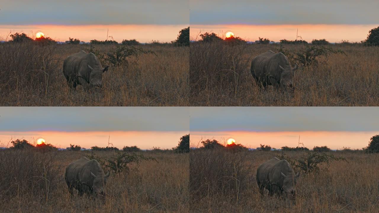 LS犀牛在内罗毕国家公园的自然栖息地放牧
