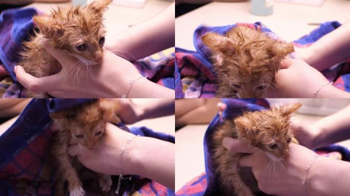兽医的手正在用毛巾小心翼翼地擦拭一只湿漉漉、发抖的小猫。小猫在浴室里洗了，用毛巾擦干，这样它就不会结