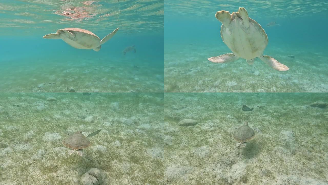 美属维尔京群岛圣约翰珊瑚礁: 海龟