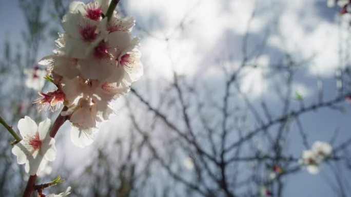 阳光穿透一棵开花树的白花。盛开的杏仁树枝对着蓝天。