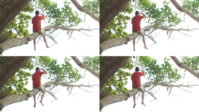 高清: 坐在树上的人