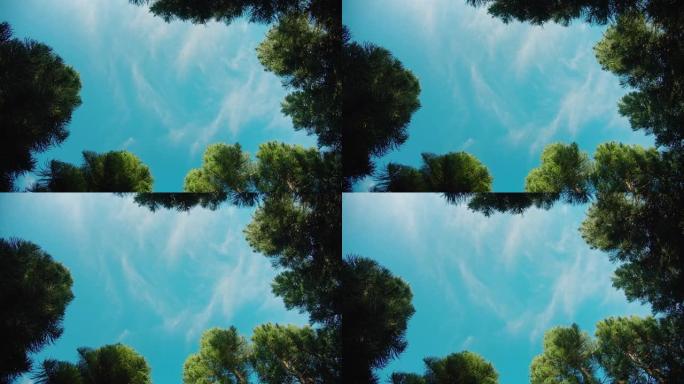 树顶在蓝天下。针叶林海兰。国际森林日。与自然的统一。环保。联合国教科文组织遗产。