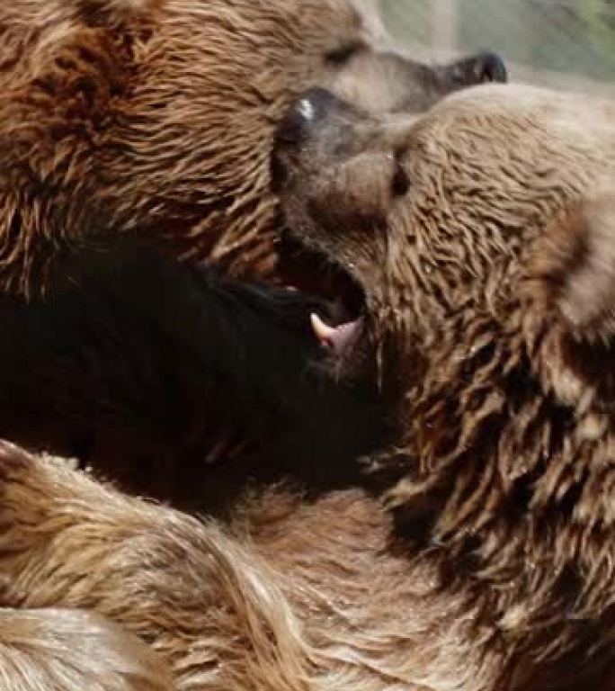 两只棕熊在水中战斗。慢动作。垂直视频社交媒体