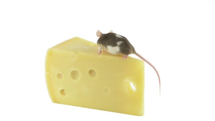 鼠标在一块奶酪上四处移动