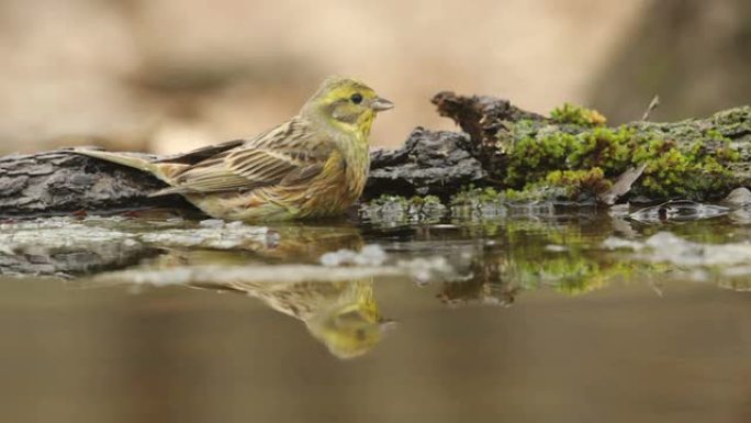 美丽的鸟Yellowhammer在森林池塘里沐浴